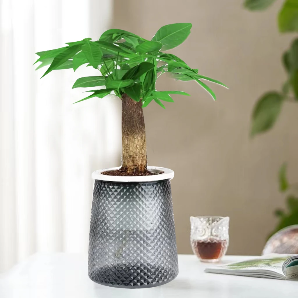 【毛林林专属】【花伴水】发财树财源广进美好寓意盆栽室内桌面水培