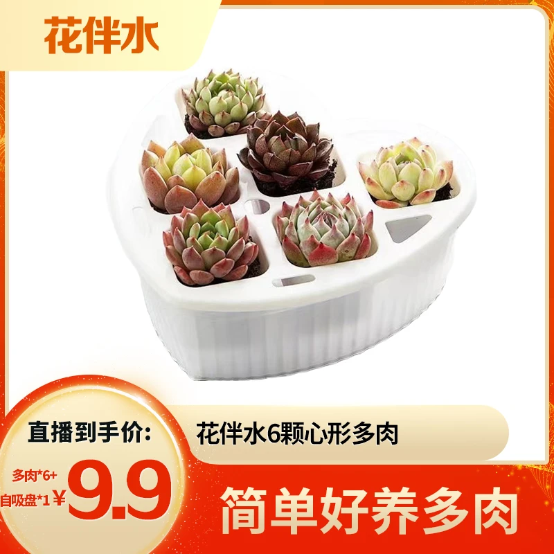 【花伴水】多肉*6+心形白色自吸盘*1