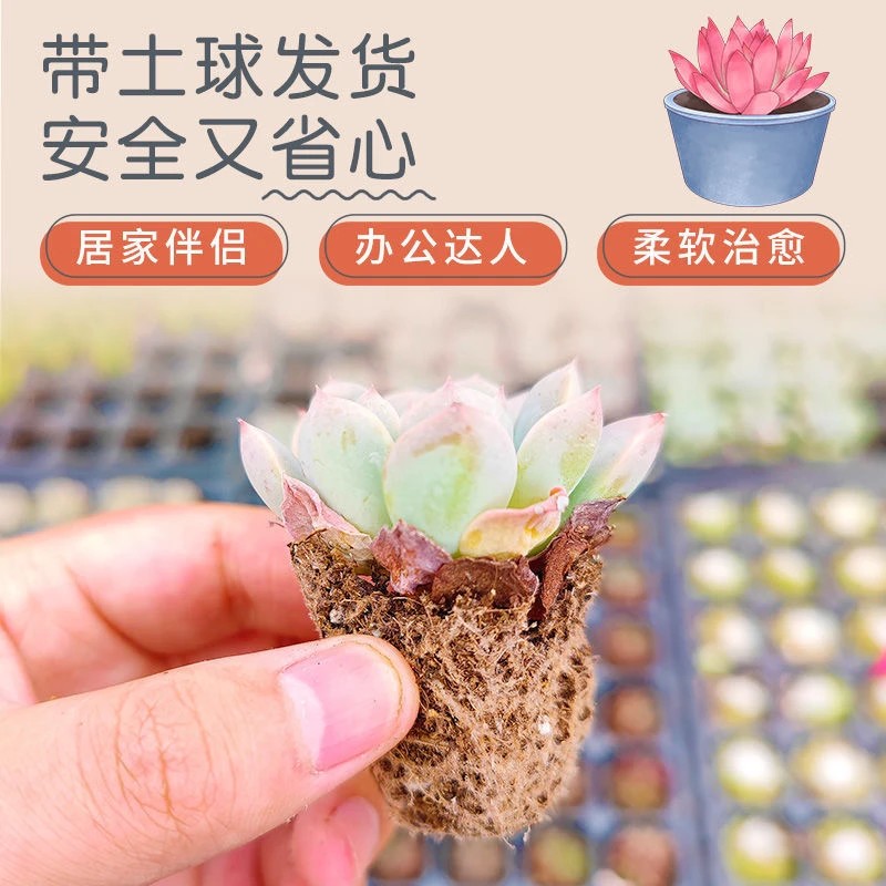 【商城自卖】【花伴水】12棵多肉植物组合盆栽可爱肉肉搭配系列盆栽