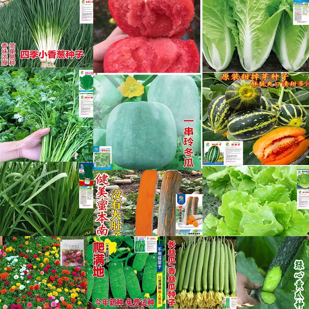 【6包】开春蔬菜瓜果种子籽香葱黄瓜盆栽西瓜种子阳台庭院
