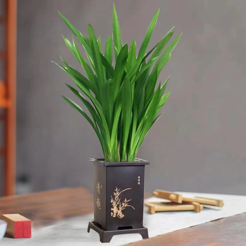 【花伴水】墨兰高档室内浓香花卉好养活植物客厅前台办公室美观绿植