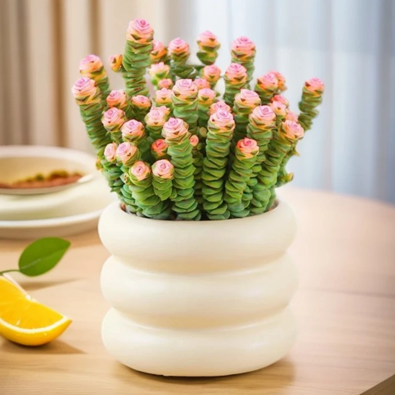 【花伴水】钱串多肉植物盆栽办公室内阳台桌面花卉绿植懒人