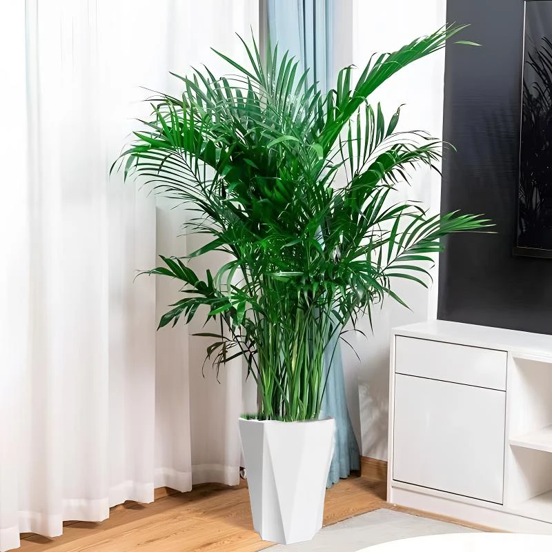 【花伴水】富贵椰子大型绿植1.4-1.6米室内盆栽