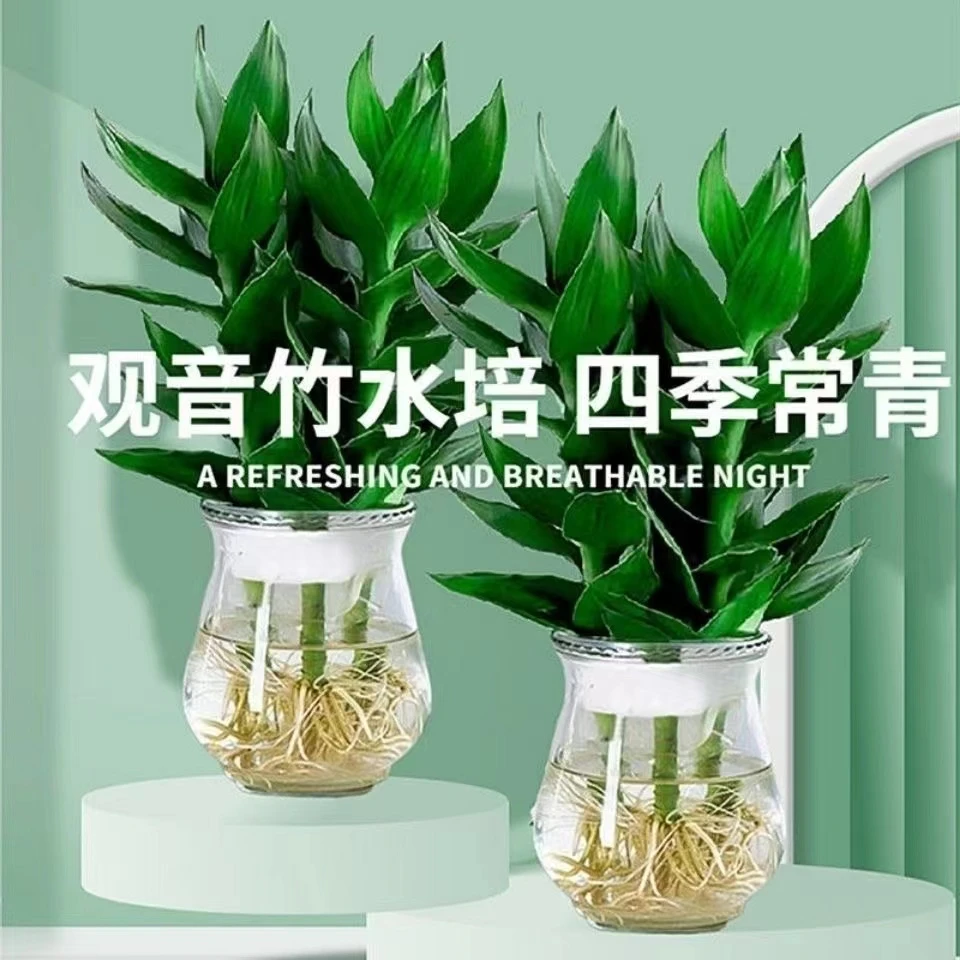 花伴水【新人福利】花伴水富贵竹观音竹水培绿植好养室内养护简单