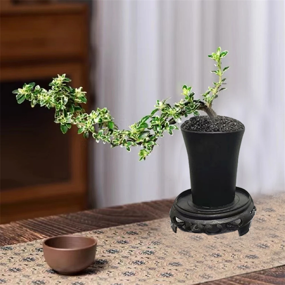 【花伴水】六月雪*1+国风简约树脂盆*1圆底座*1+黑沙铺面*1