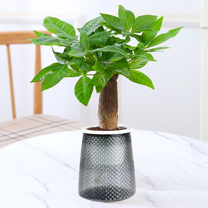 【花伴水】发财树室内盆栽桌面绿植水培植物好看美观好养易活