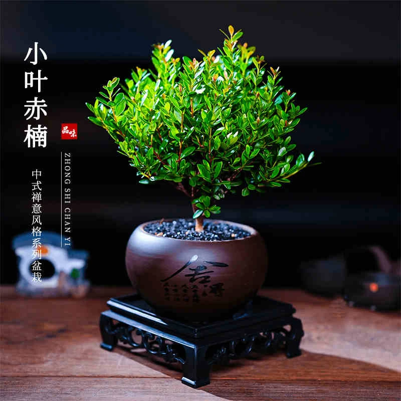 【花伴水】瓷盆小叶赤楠老桩盆景植物花卉办公室好养盆栽
