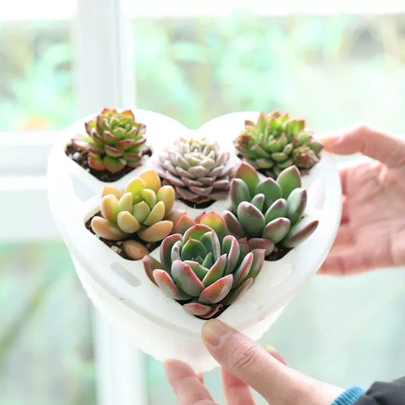 【花伴水】多肉植物组合6颗心型可爱盆栽绿植套装可爱肉肉