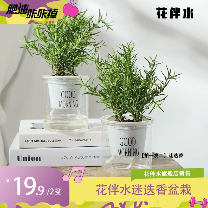 【花伴水】迷迭香盆栽可食用新鲜大株百里香牛排用香草驱蚊lgh