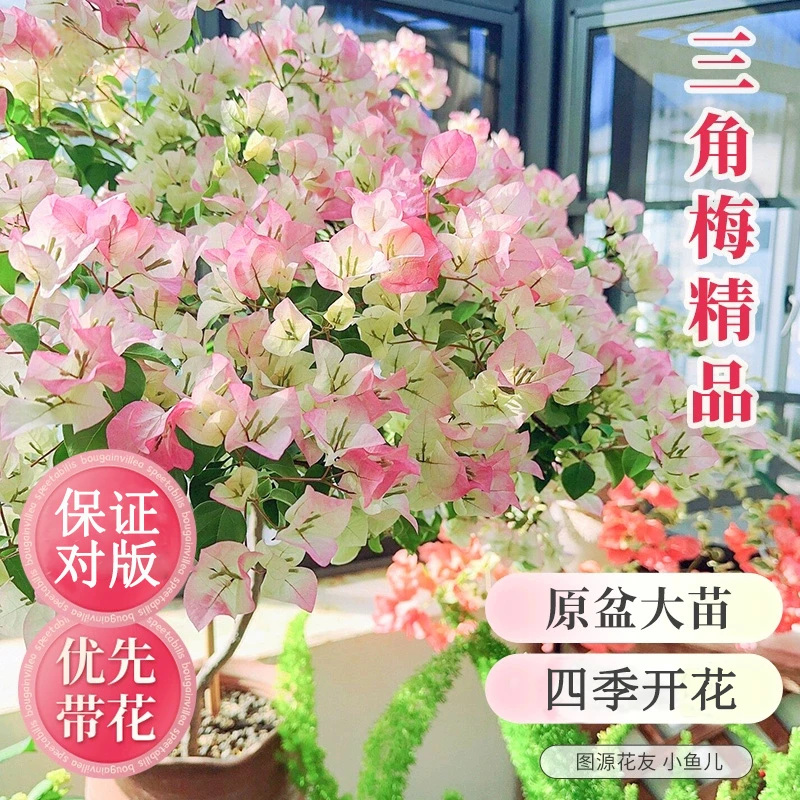 三角梅盆栽大盆老桩花卉重瓣四季开花室内庭院阳台杆插好养植物