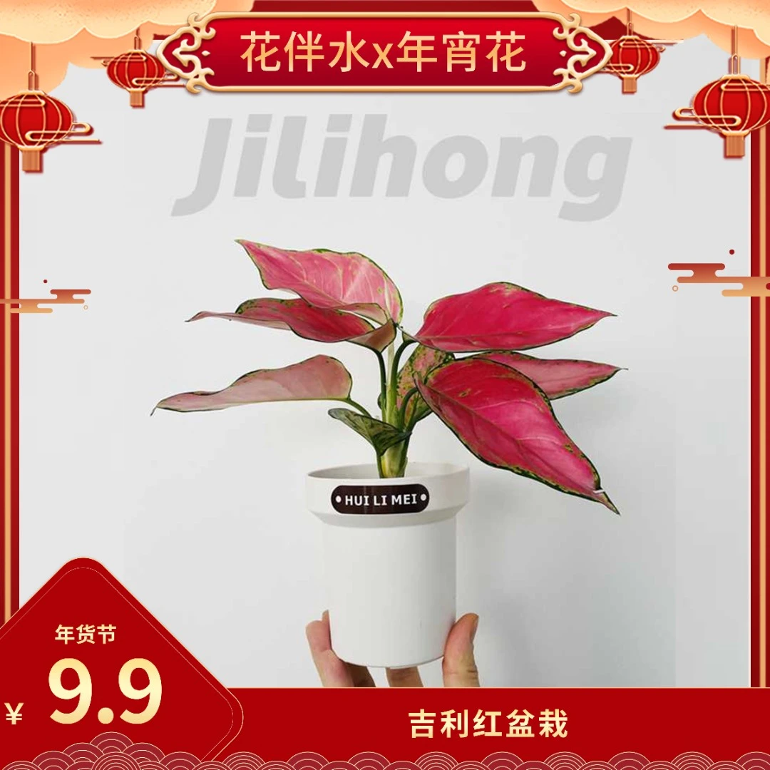 新品发财树栀子花吉利红金钻桌面摆放绿色美观盆栽