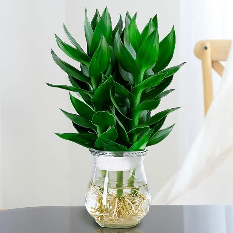 【花伴水】富贵竹观音竹水培绿植窗台室内绿色美观植物