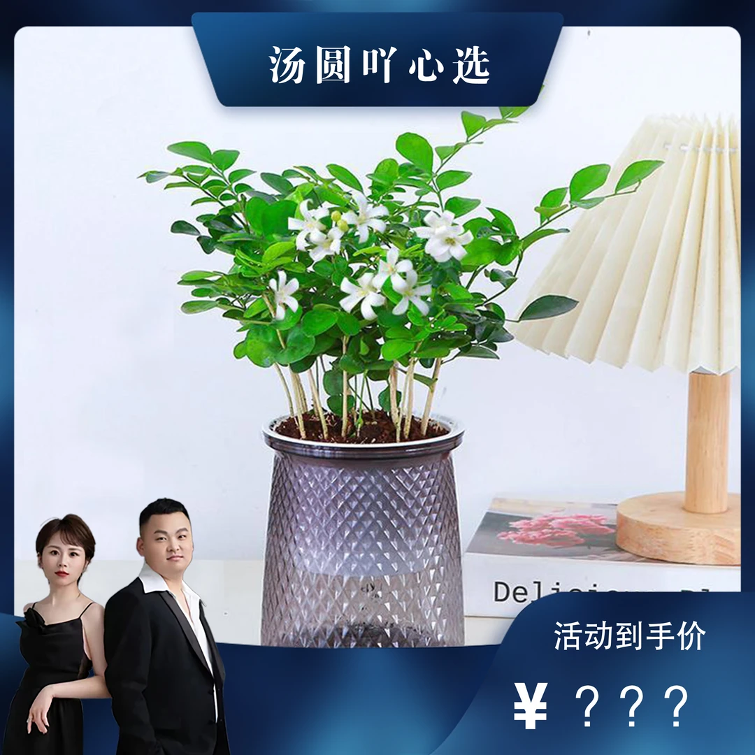【汤圆专属】九里香盆栽水培植物浓香四季开花室内阳台好养绿植