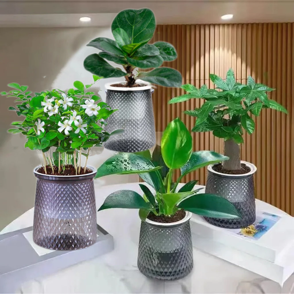 【花伴水】水培绿植四件套家居金钻琴叶榕发财树九里香盆栽鲜活