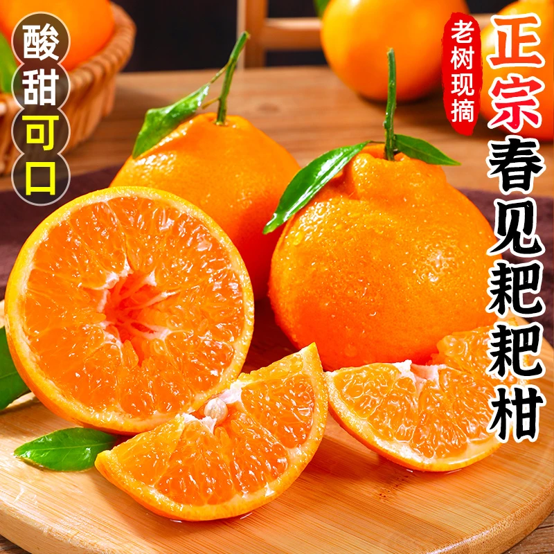 【黄金酸甜比】不打脱酸剂-四川春见耙耙柑4.5斤丑八怪橘子