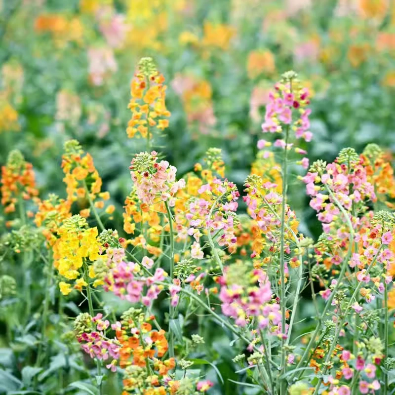 观赏彩色油菜花种子优质高产榨油五彩油菜花菜籽油花田春秋播花卉