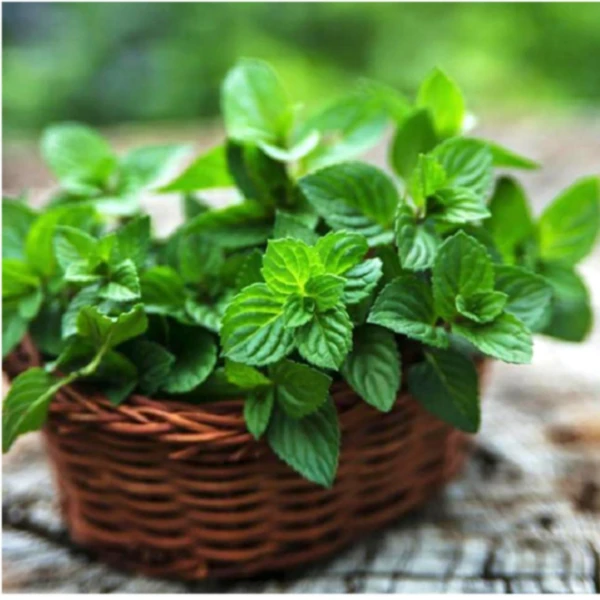薄荷食用薄荷阳台庭院花坛花箱驱蚊草花卉易种香草花种子籽春季