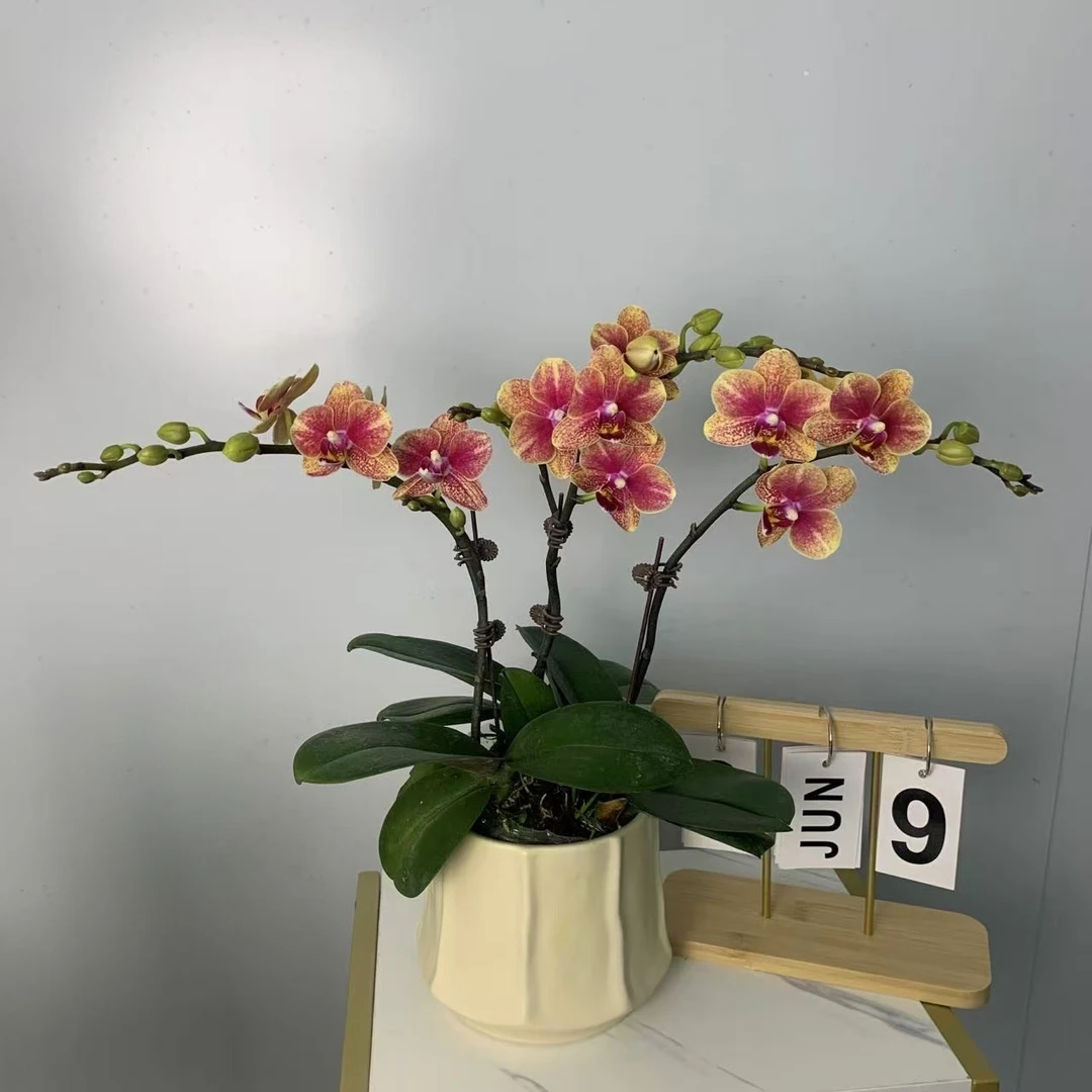 蝴蝶兰【聚宝盆金蝶】年销花爆品花花