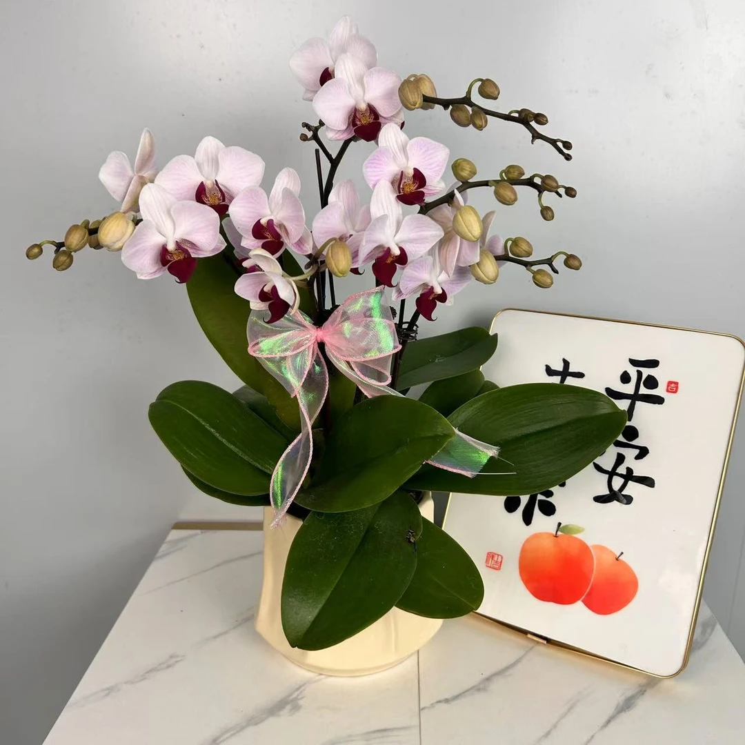 蝴蝶兰【单颗貂蝉】蝴蝶兰选美大赛第一名