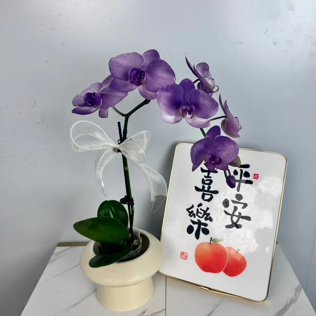 蝴蝶兰【紫罗兰】欧洲进口高端艺术马卡龙喷色艺术