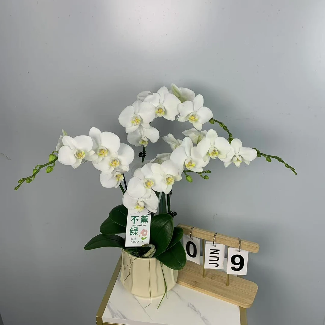 蝴蝶兰【阿玛】台湾引进高端白色系花花