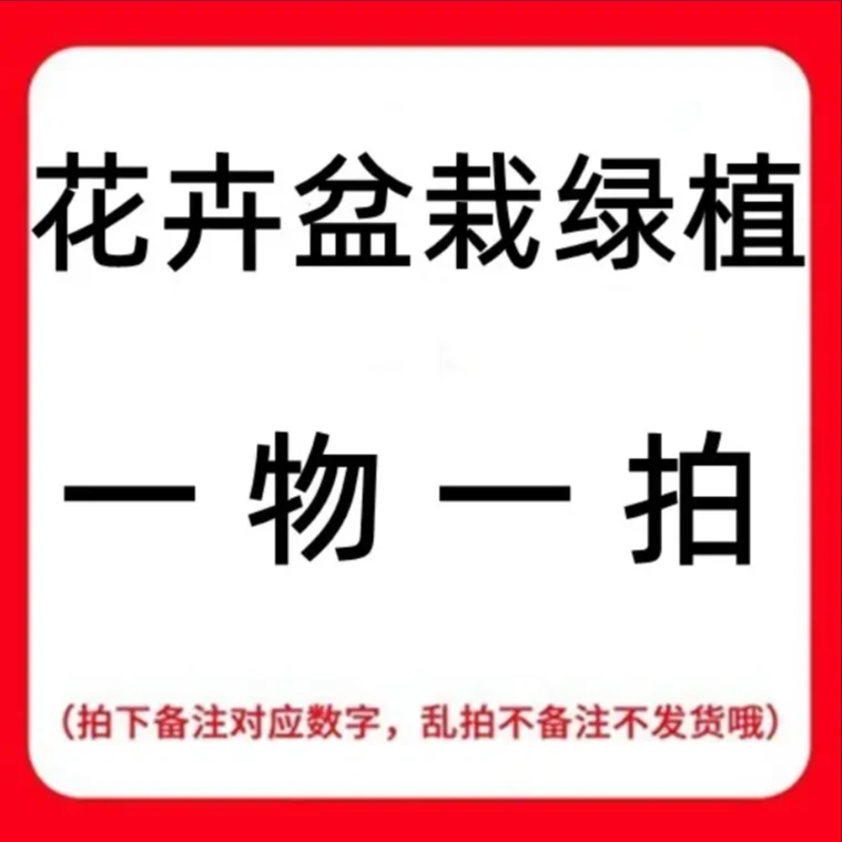 【2号-链-接】 附石虹鳞蕨  海岛龙船花 苔藓球 鸭脚木 龙鳞小天使
