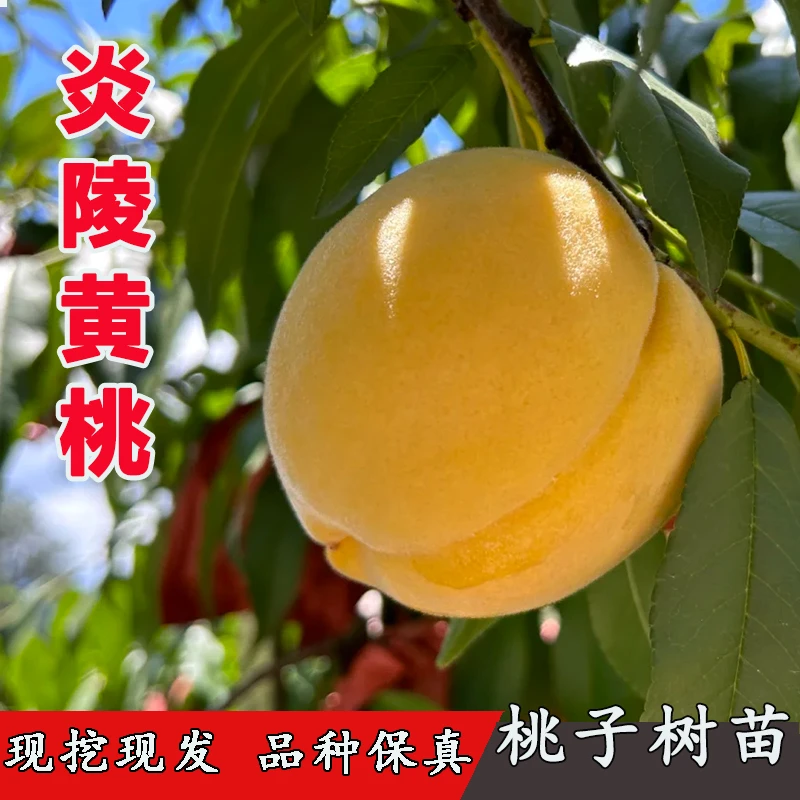 【炎陵黄桃】果树苗锦绣黄桃脆甜桃子果树苗南北方种植树苗