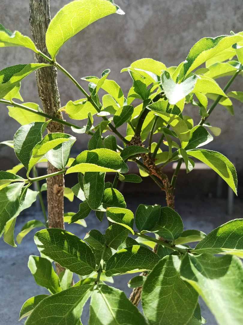 绿植盆栽直播间一物一拍