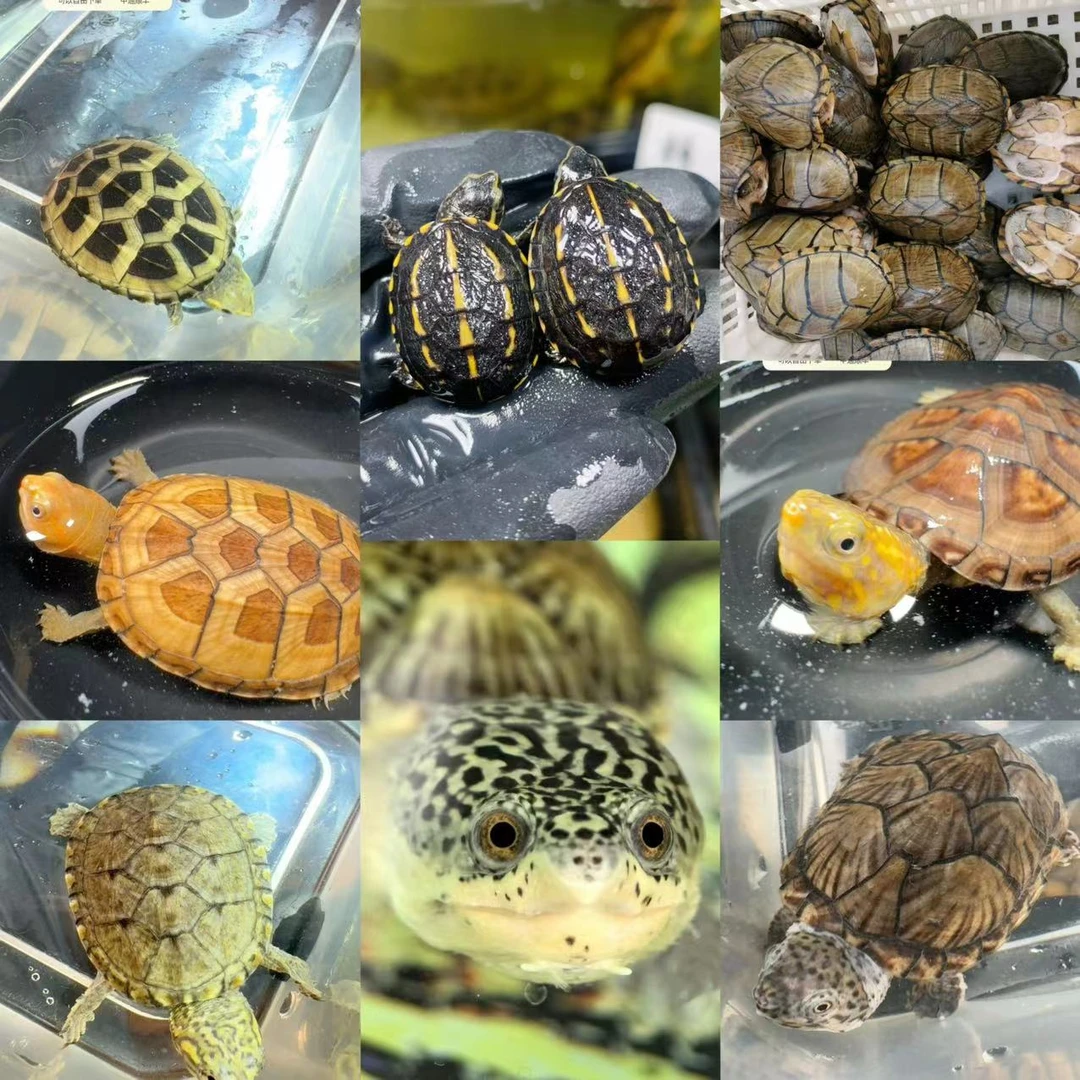 超萌好物  果核墨西哥萨尔文窄桥巨头头盔西非沼泽圆奥棱背侧颈龟