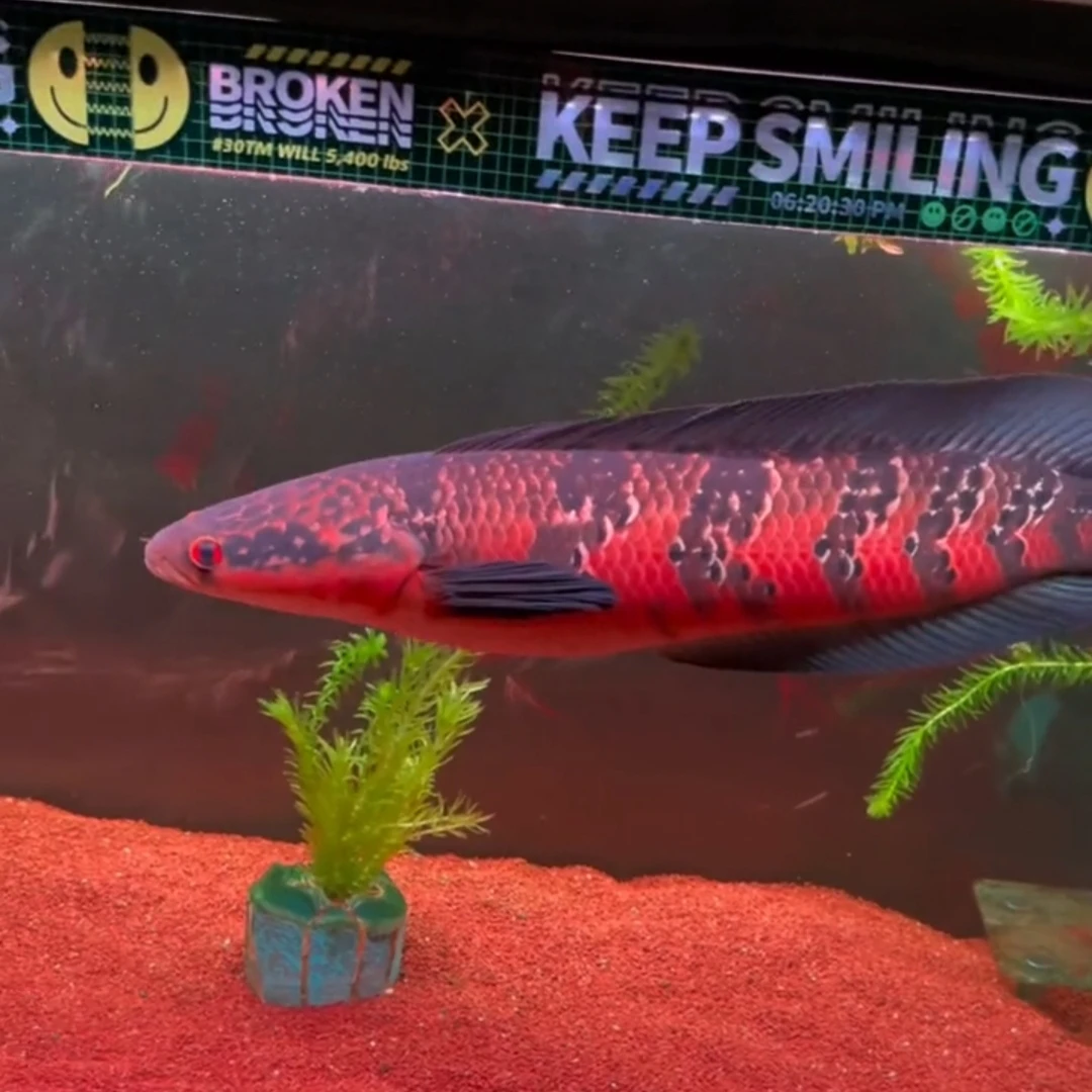 红魔神 黄魔神大型鱼 体长可达70厘米