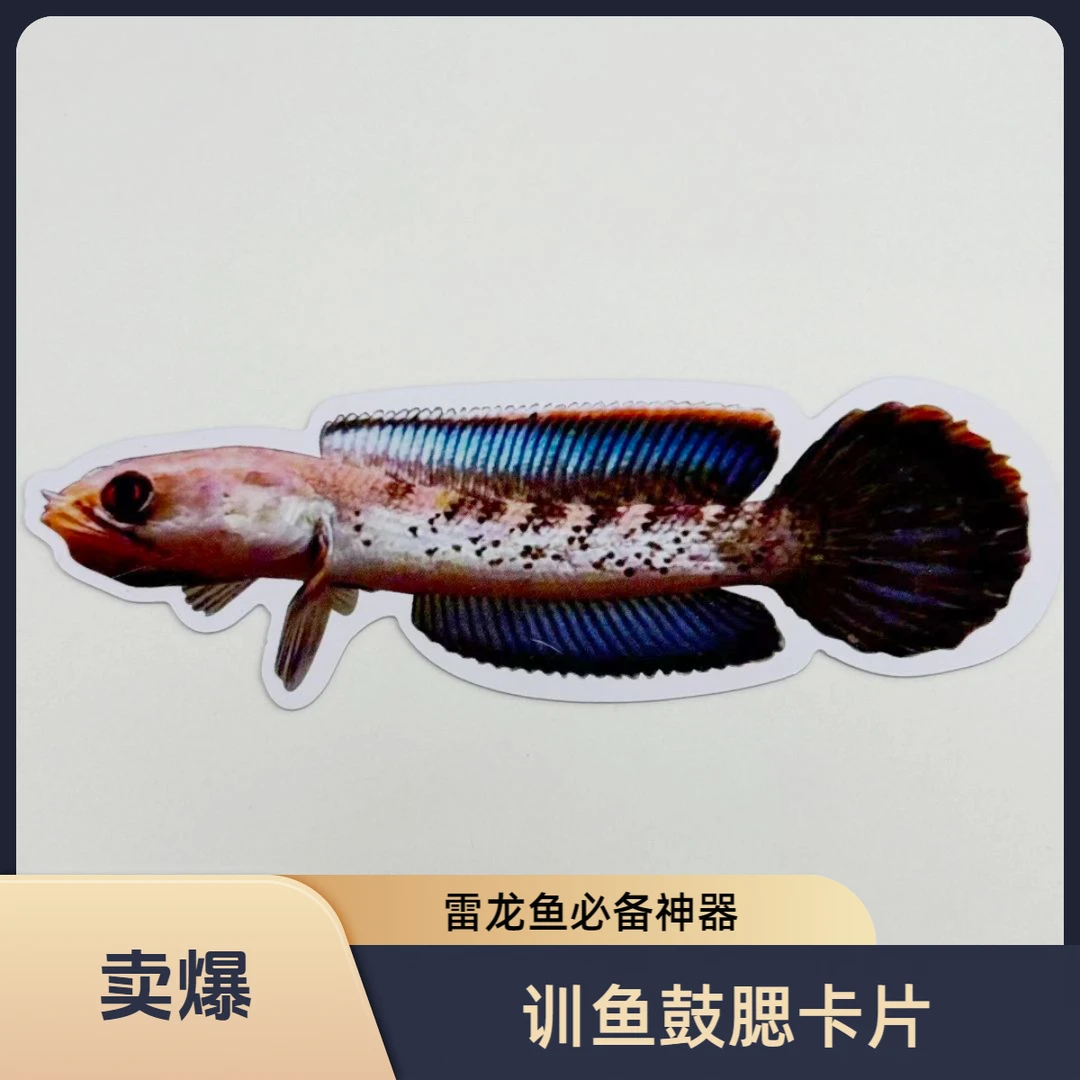 鬼王训鱼鼓腮咬缸卡片 训鱼卡片