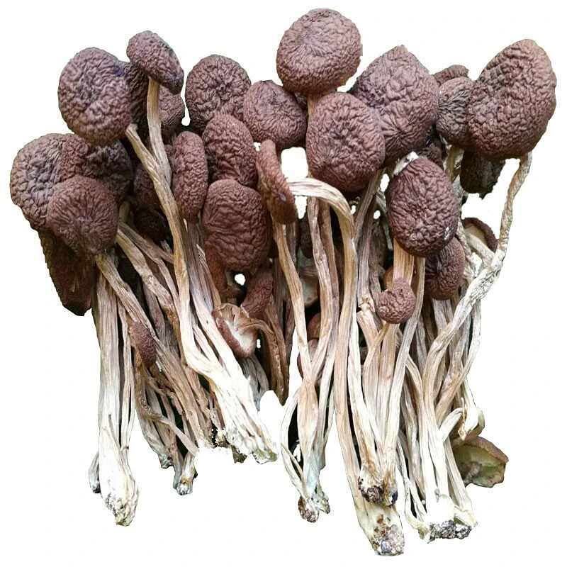 特级新鲜干茶树菇250g