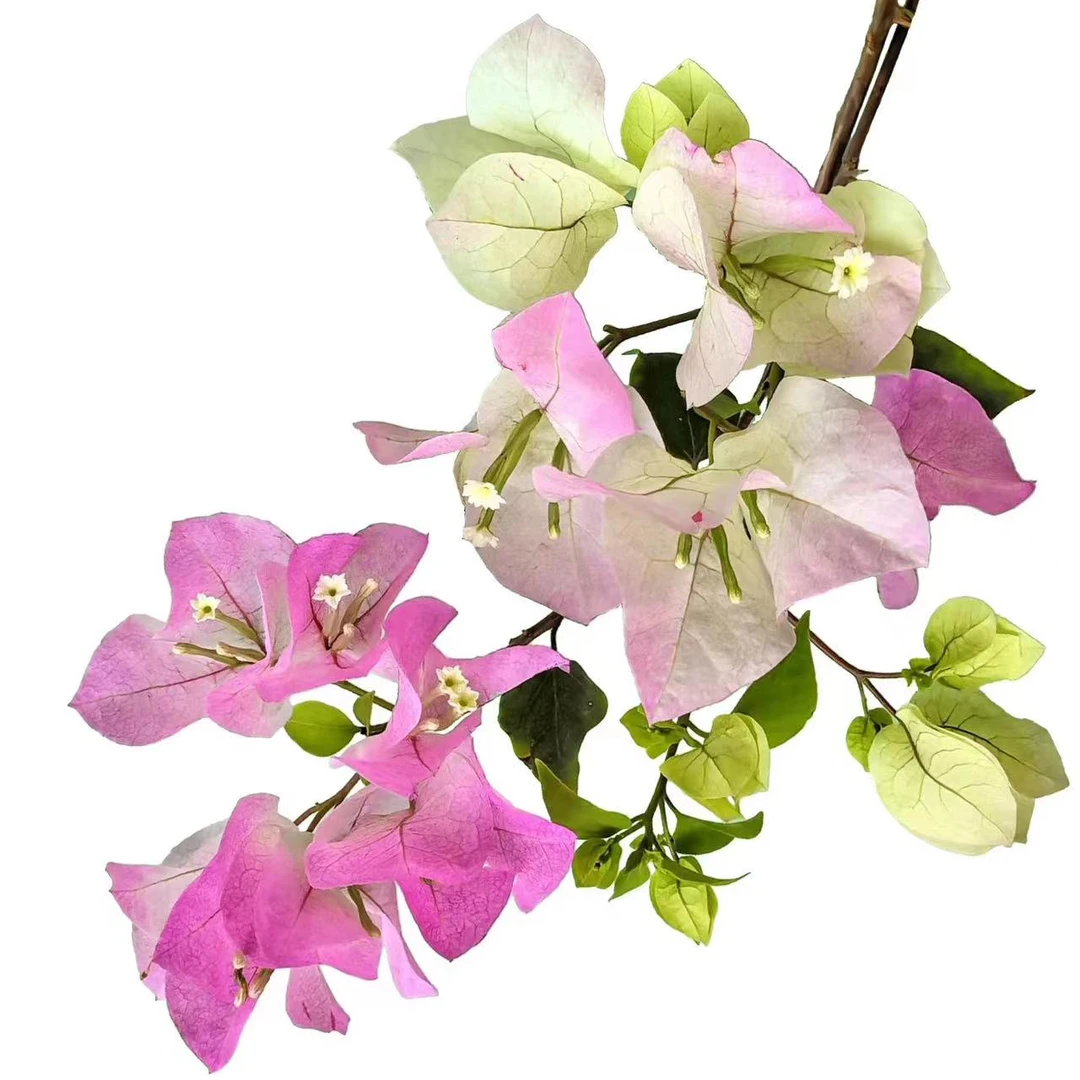 三角梅爬藤庭院花卉 精品盆栽勤花品种