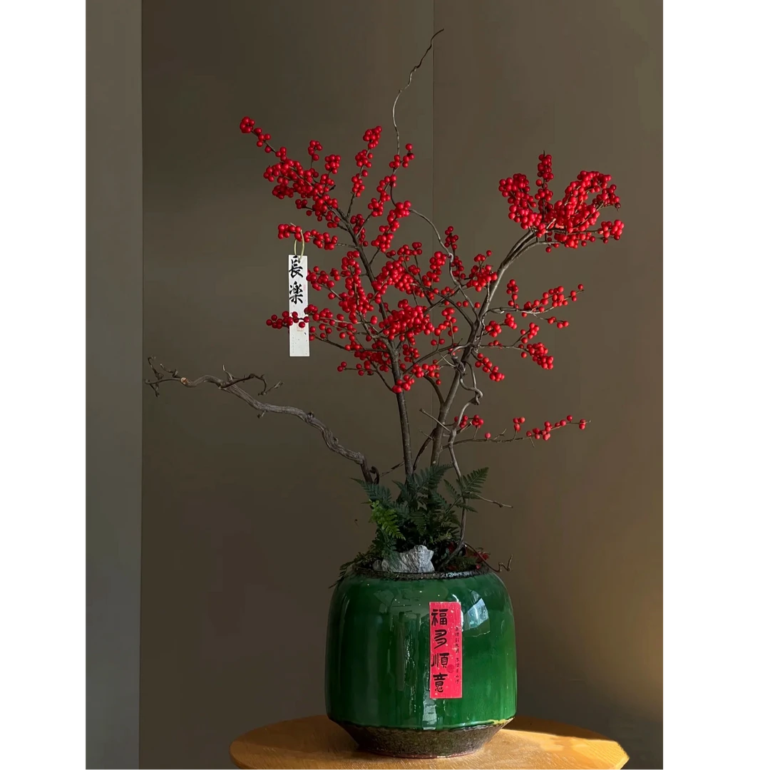 北美冬青盆栽【一物一拍】造型盆景观赏植物庭院桌面款绿植室内客厅