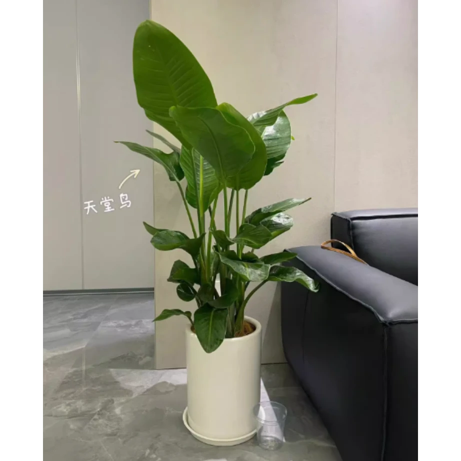 天堂鸟大型室内客厅绿植办公室内好养活植物鹤望兰新家吸甲醛盆栽