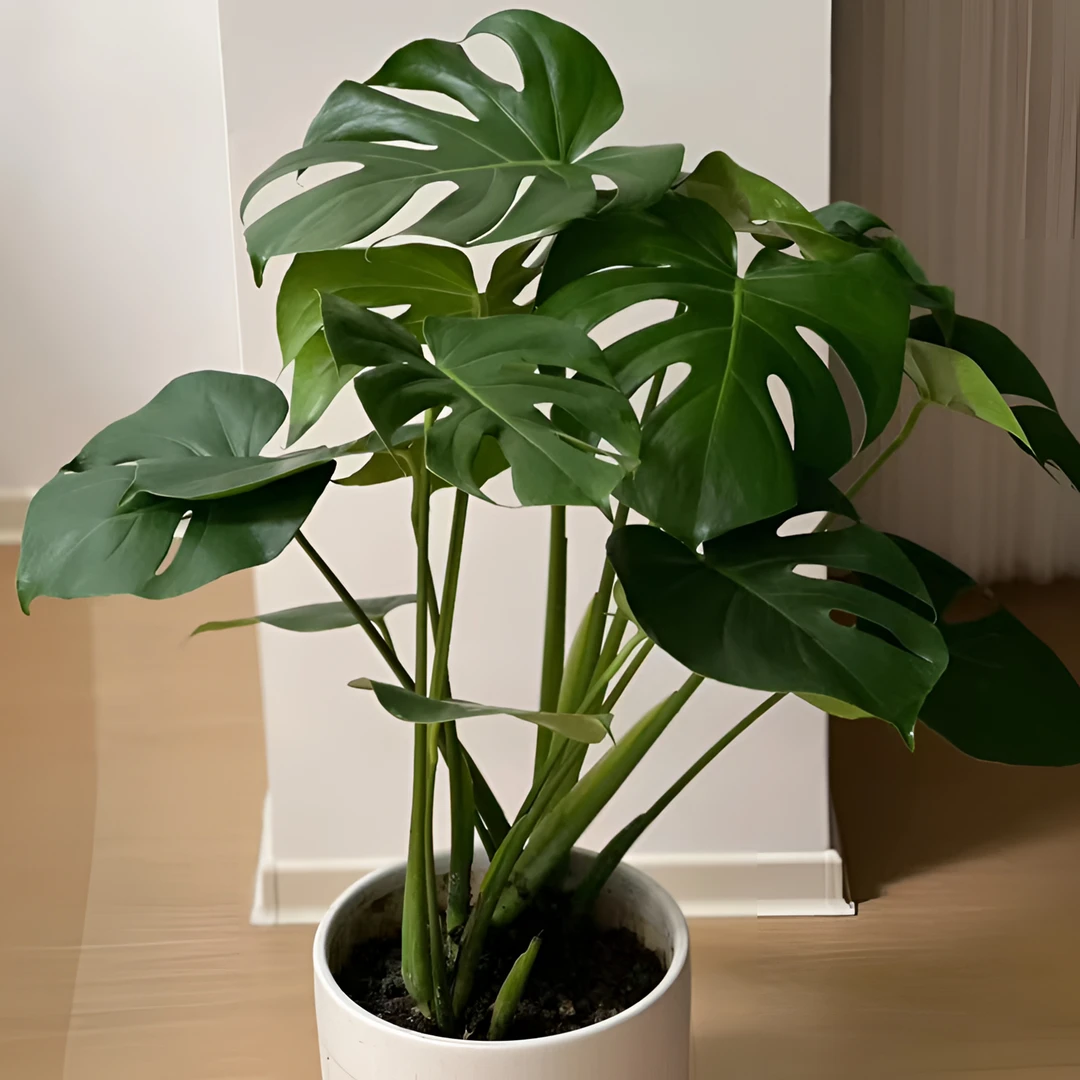龟背竹大叶四季常青绿植阳台庭院卧室好养易活