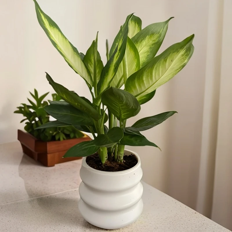 玛丽安绿植盆栽室内好养易活懒人+精美花盆四季颜值叶子使用