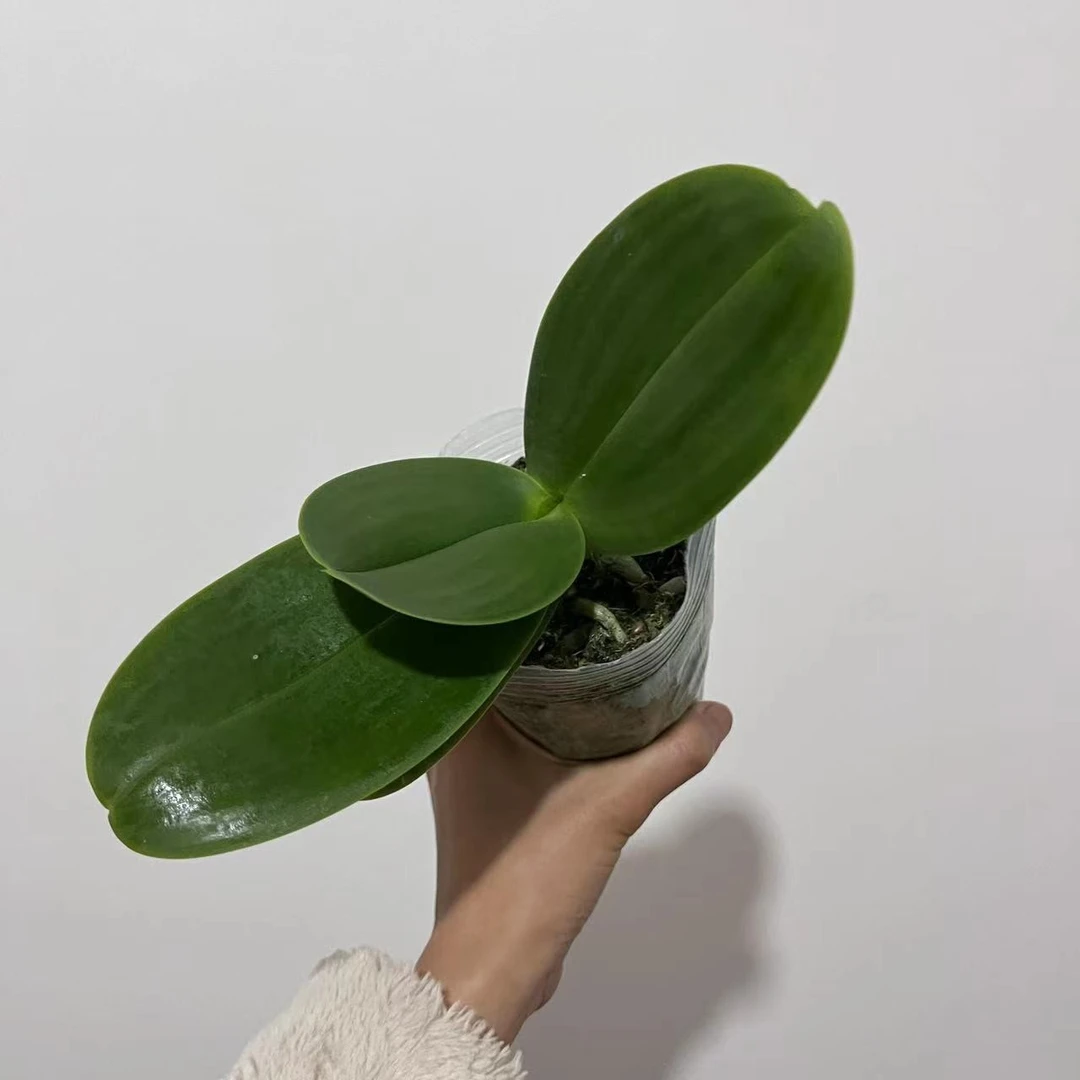 【5棵】瑕疵蝴蝶兰花后苗以直播间为主不售后杯寸不指定