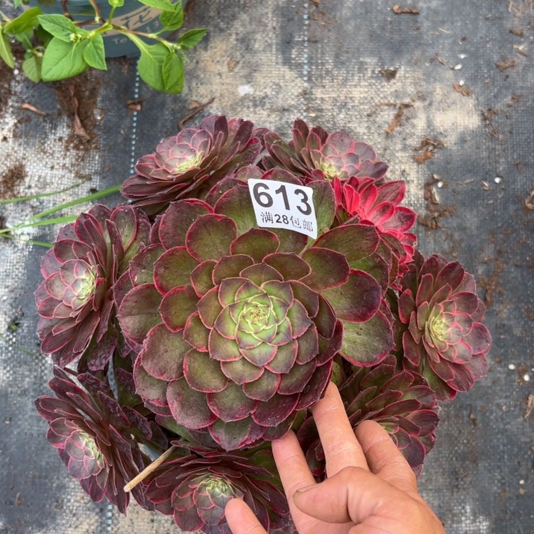 多肉植物613脱土