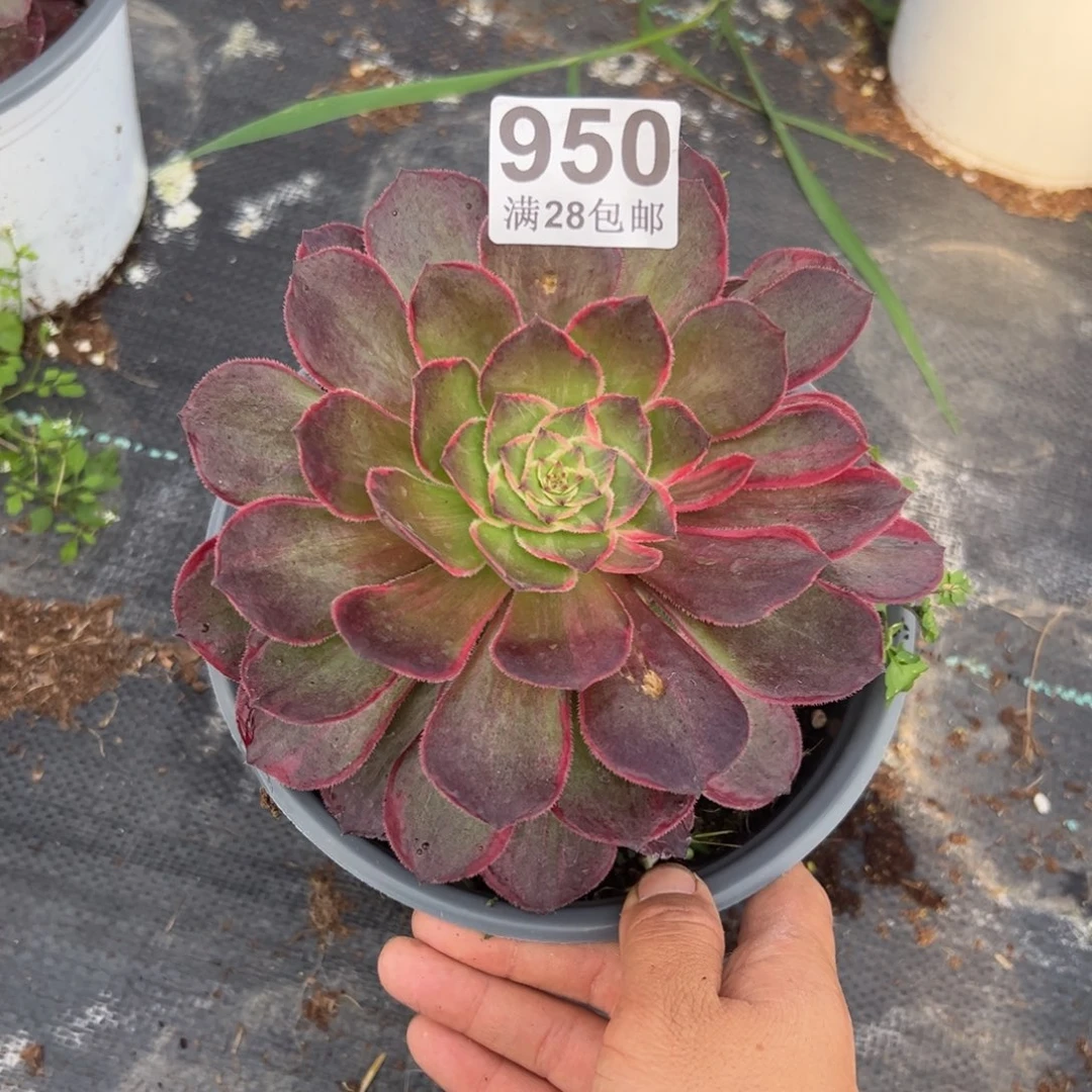 建**姐多肉植物950脱土