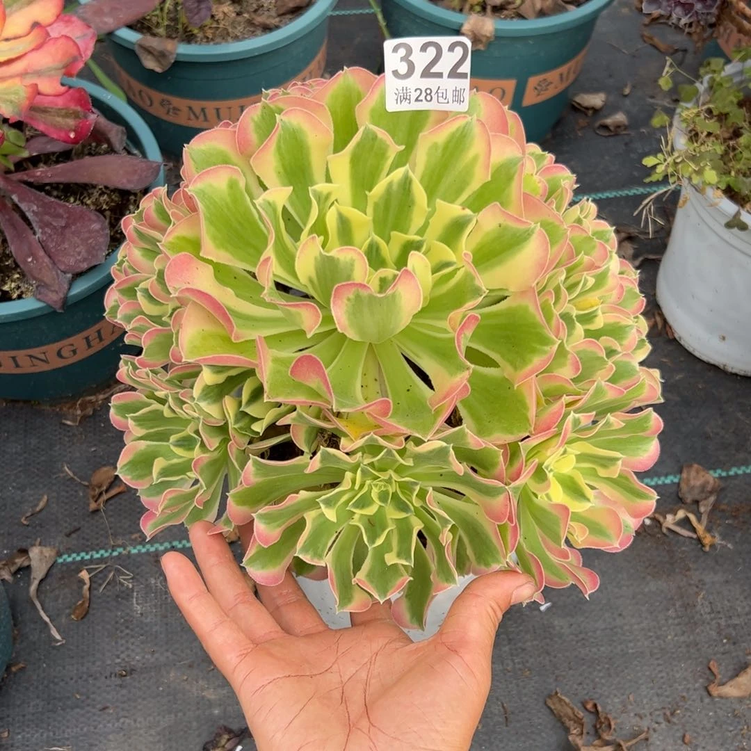 ❤****❤多肉植物322脱土