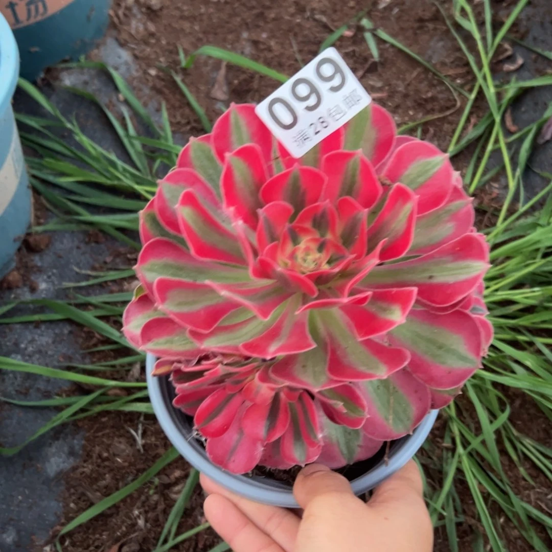 多肉植物099无售后