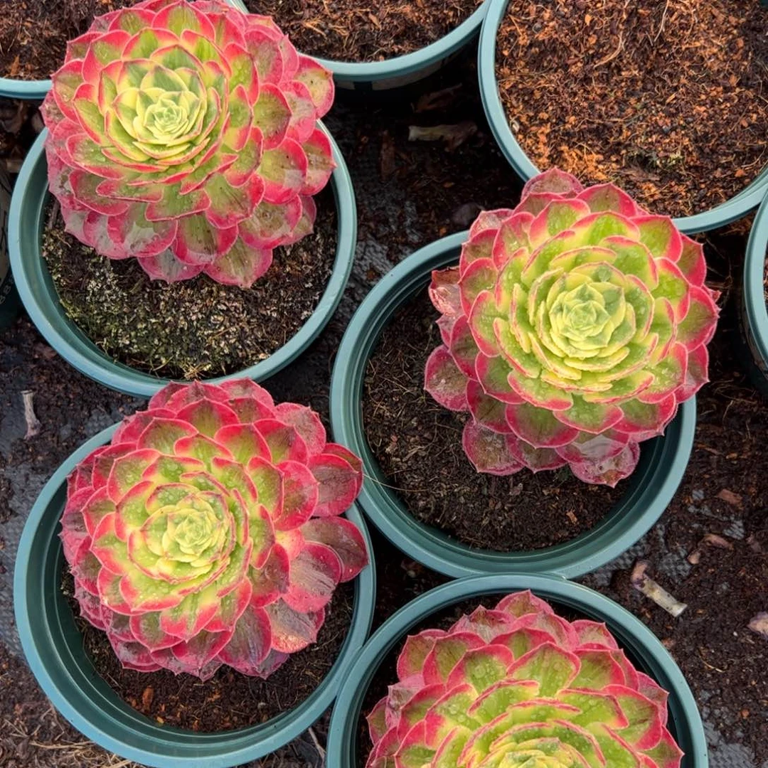 多肉植物海王单头量拍