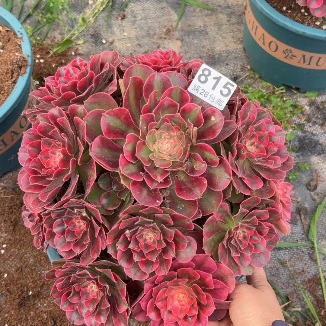 多肉植物815香妃