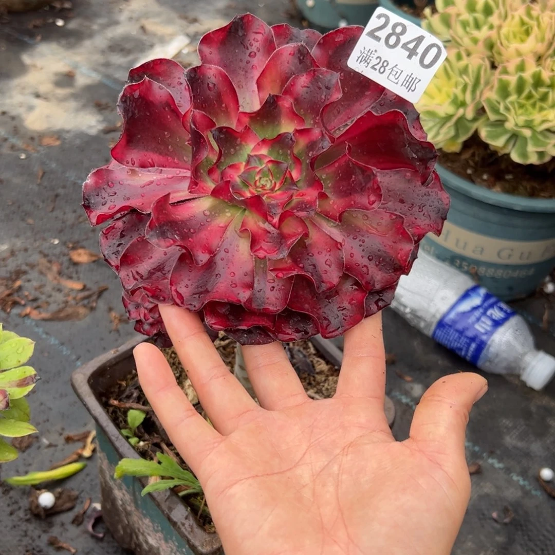 一****歌多肉植物2840脱土