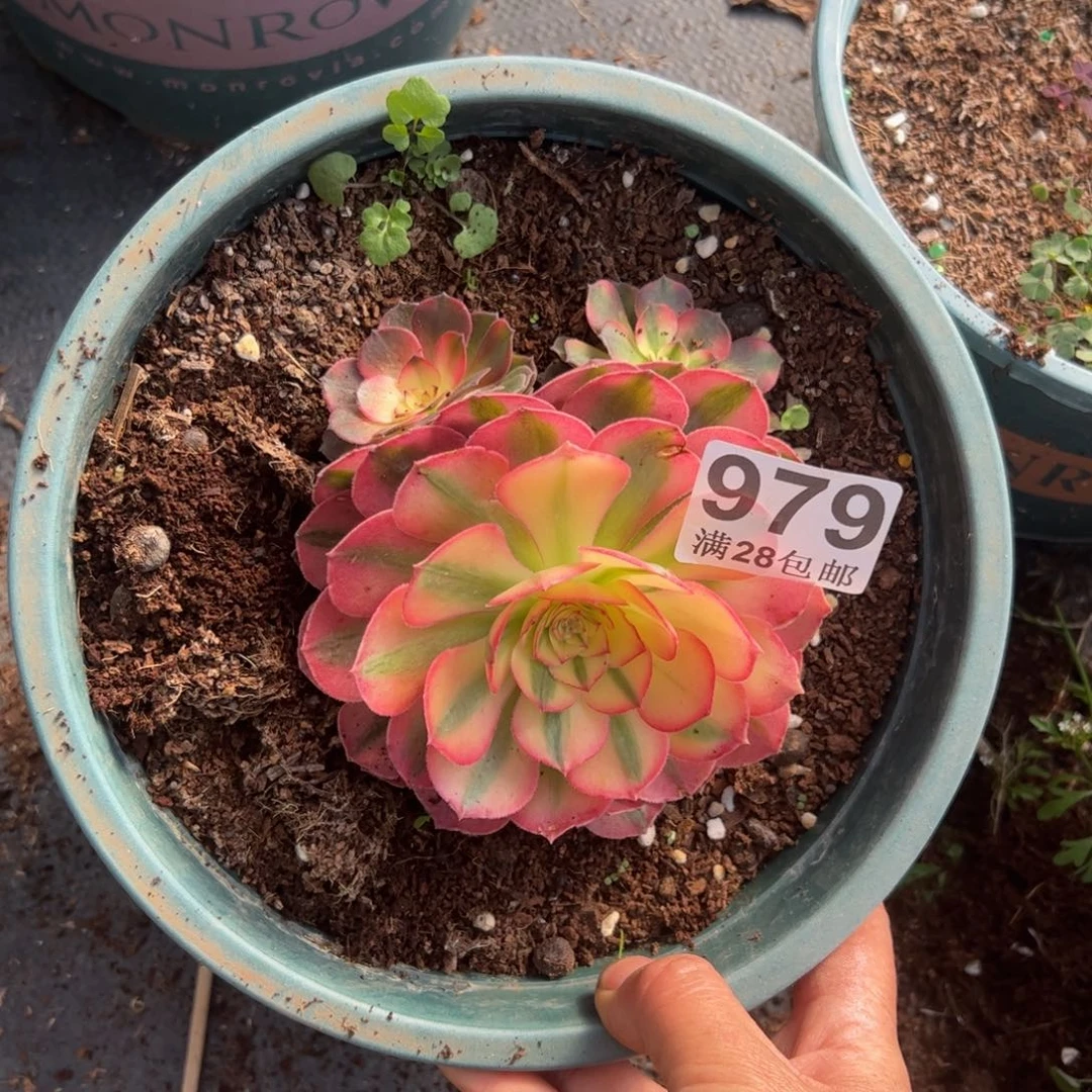 浅**然多肉植物979无售后