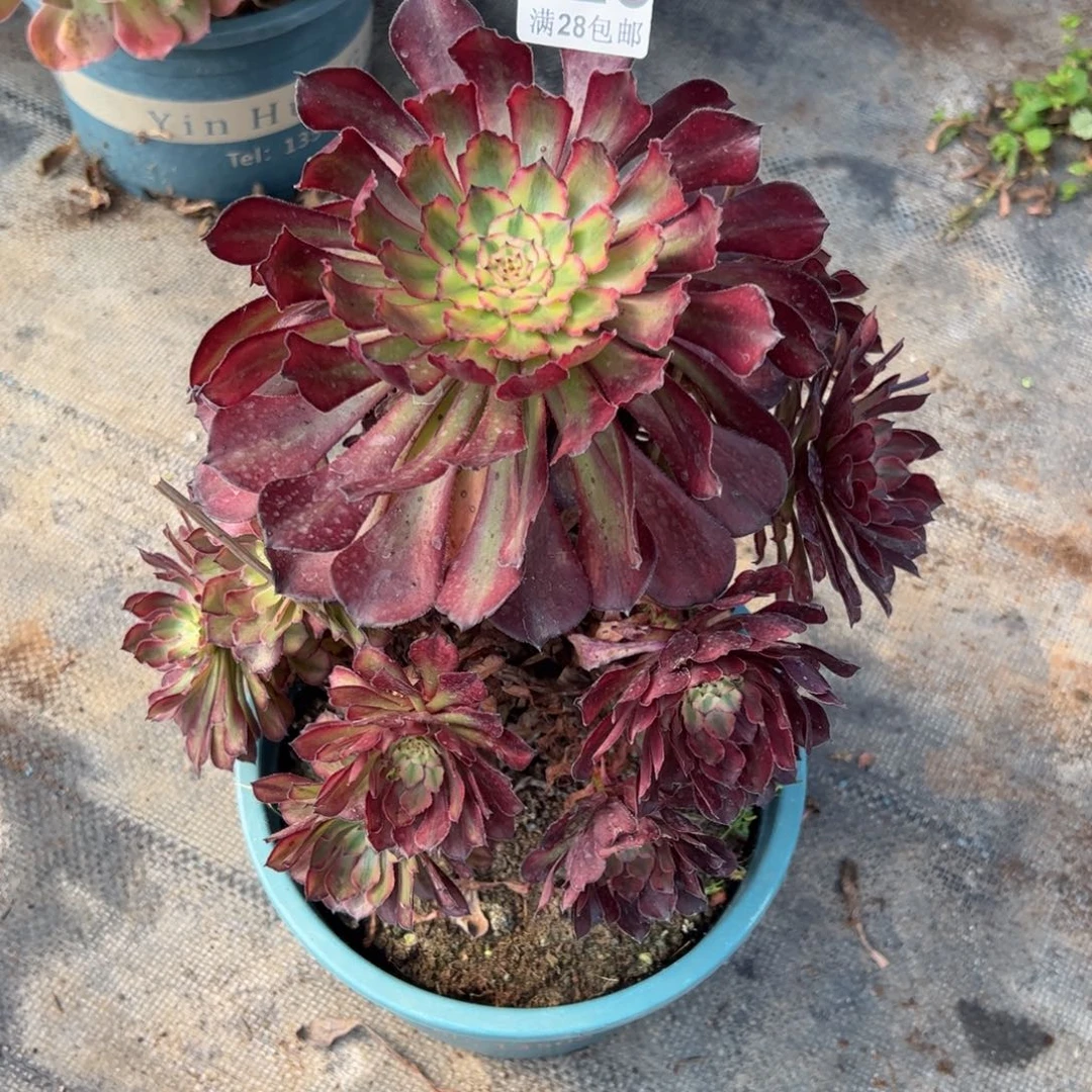 多肉植物026脱土