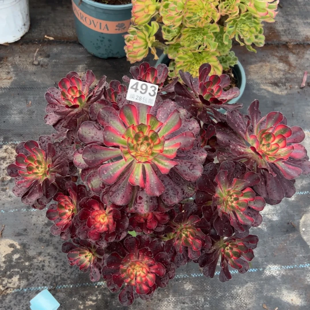 琼**看多肉植物493脱土