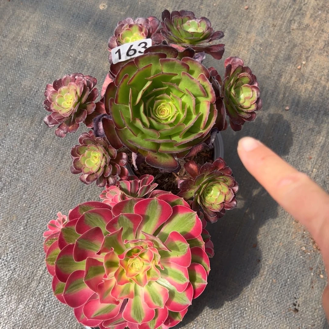 多肉植物163脱土