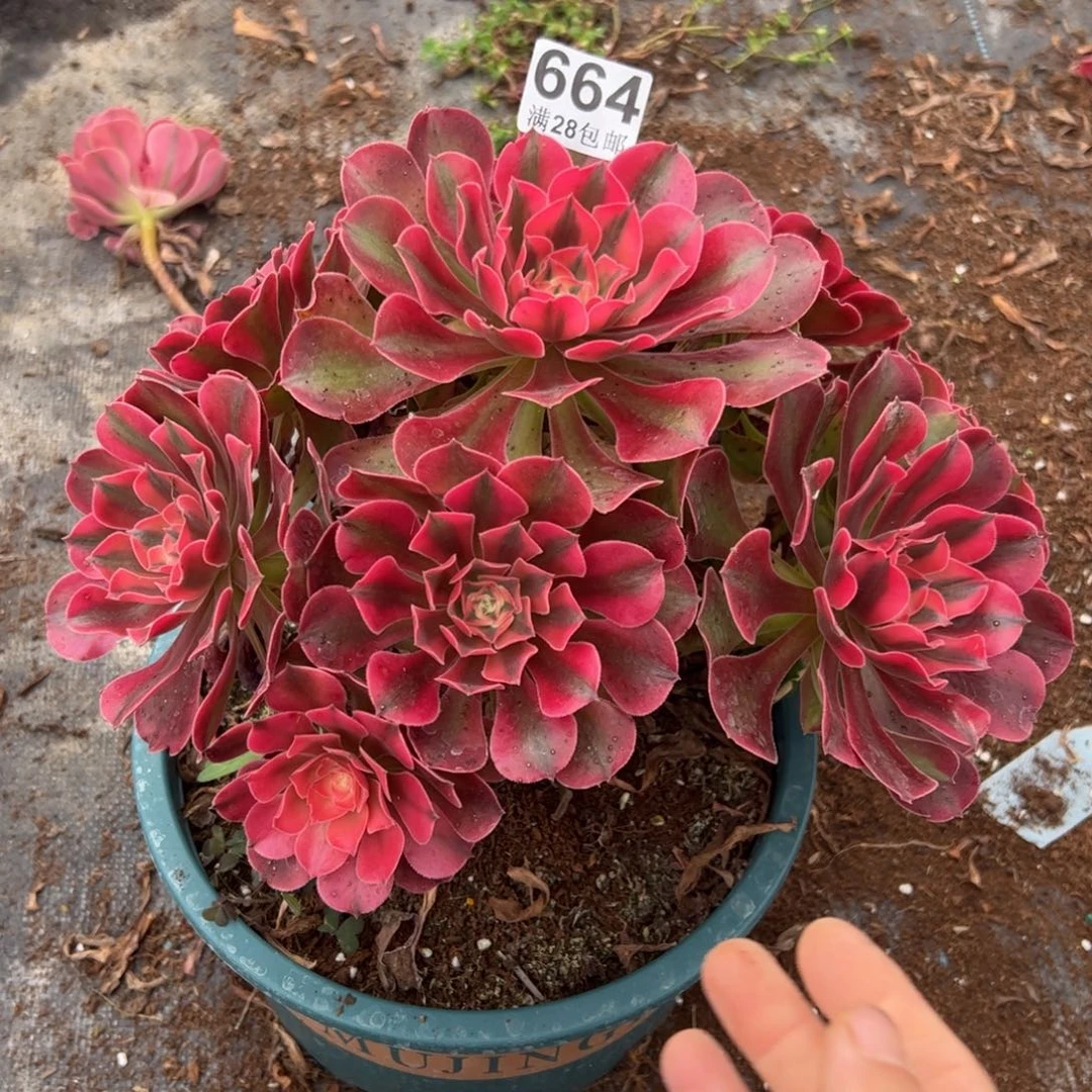 高*多肉植物664有两个断枝